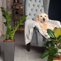 Pet-Safe Greenery: Creating an Indoor Garden That’s Safe for Your Fur Babies