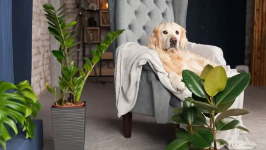 Pet-Safe Greenery: Creating an Indoor Garden That’s Safe for Your Fur Babies