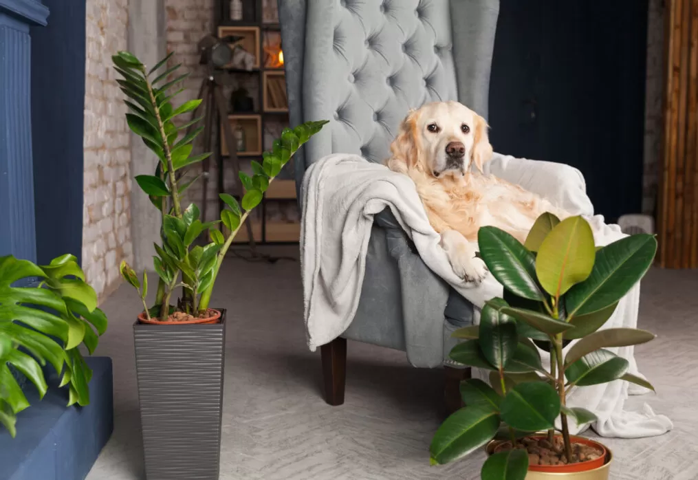 Pet-Safe Greenery: Creating an Indoor Garden That’s Safe for Your Fur Babies